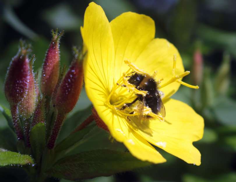 Μέλισσα παζλ online από φωτογραφία