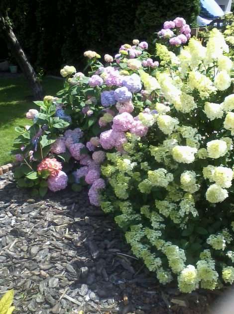 Arbustos de hortensias puzzle online a partir de foto