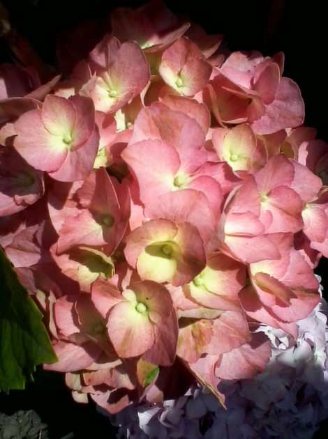 Fleur d'hortensia puzzle en ligne