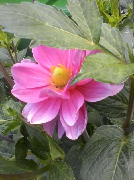Dahlia puzzle online from photo