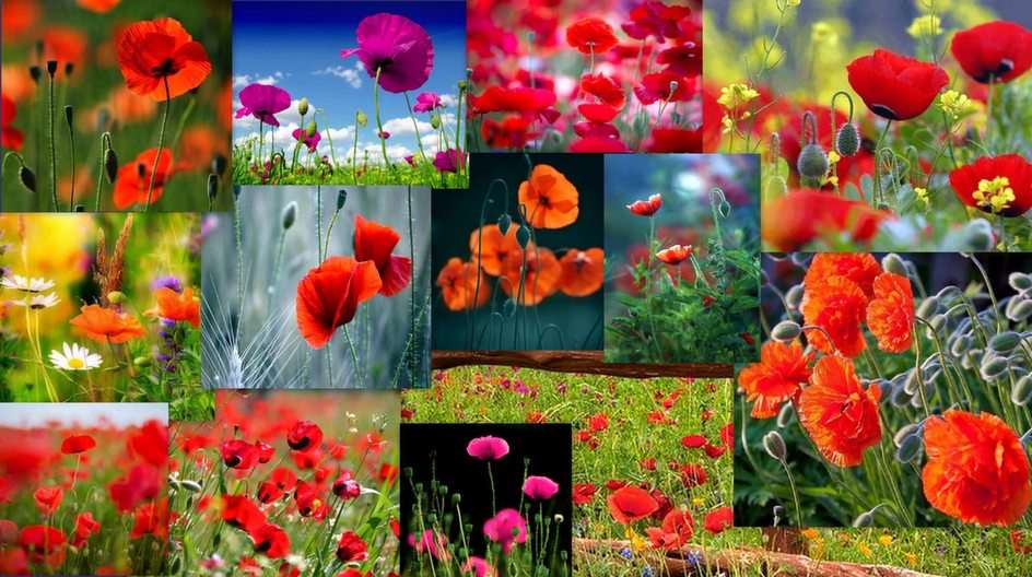 Poppies puzzle online from photo