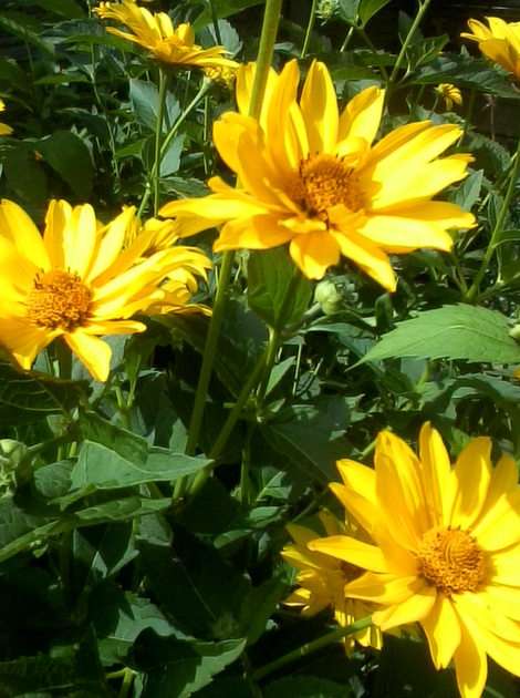 zonnebloemen puzzel online van foto