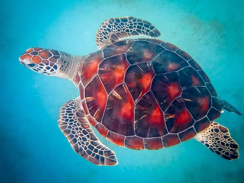teknősbéka puzzle online fotóról