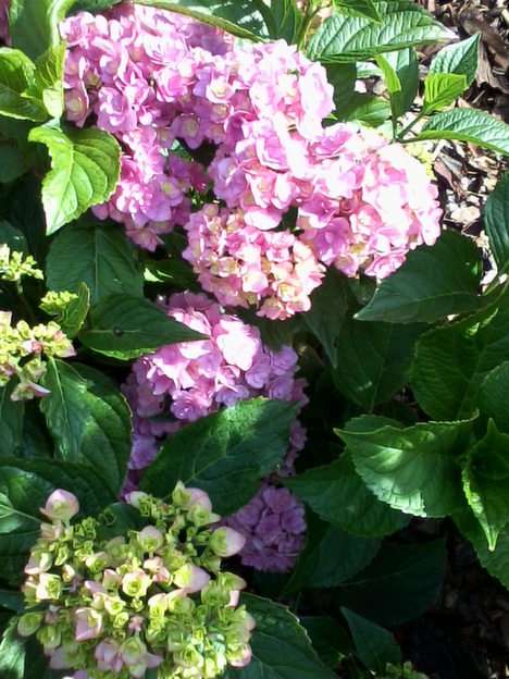 hydrangea puzzle online from photo