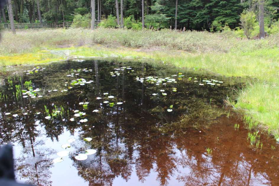 Camosun Bog Jigsaw Puzzle (Devil's Hole) puzzle online from photo