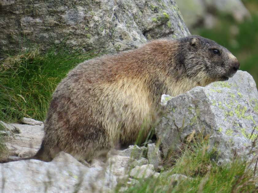 Marmot puzzle online from photo