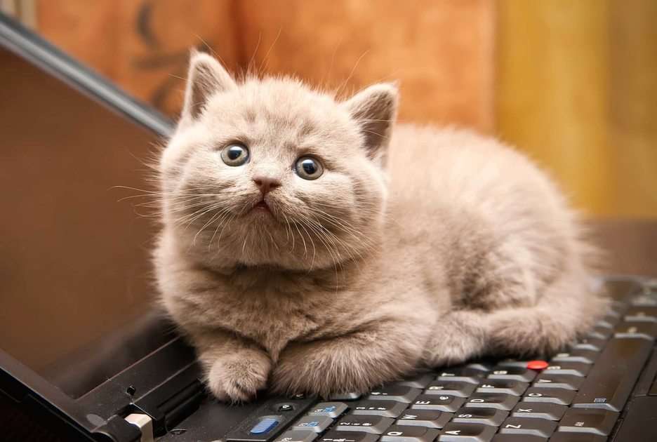Laptop Kitty puzzle online din fotografie