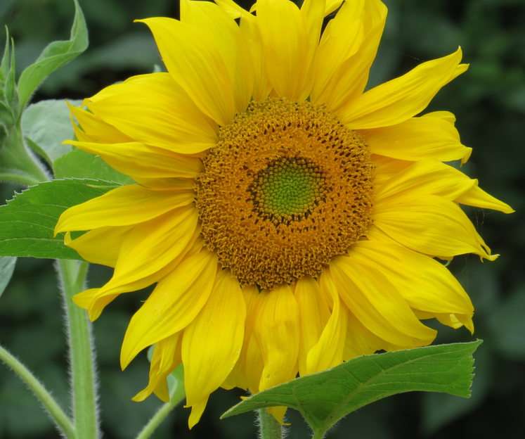 girasol rompecabezas en línea