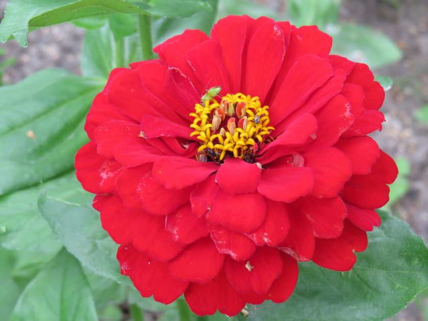 Zinnia puzzle online from photo
