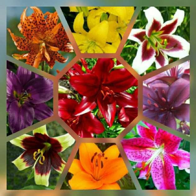 Lilies puzzle online from photo