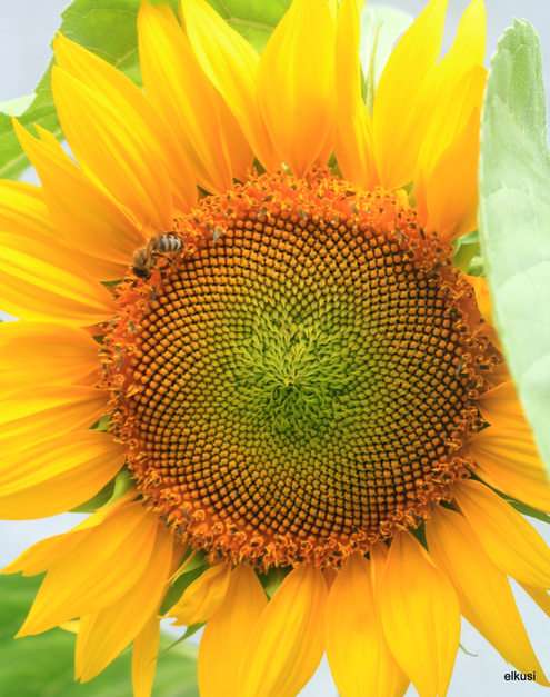 sunflower online puzzle