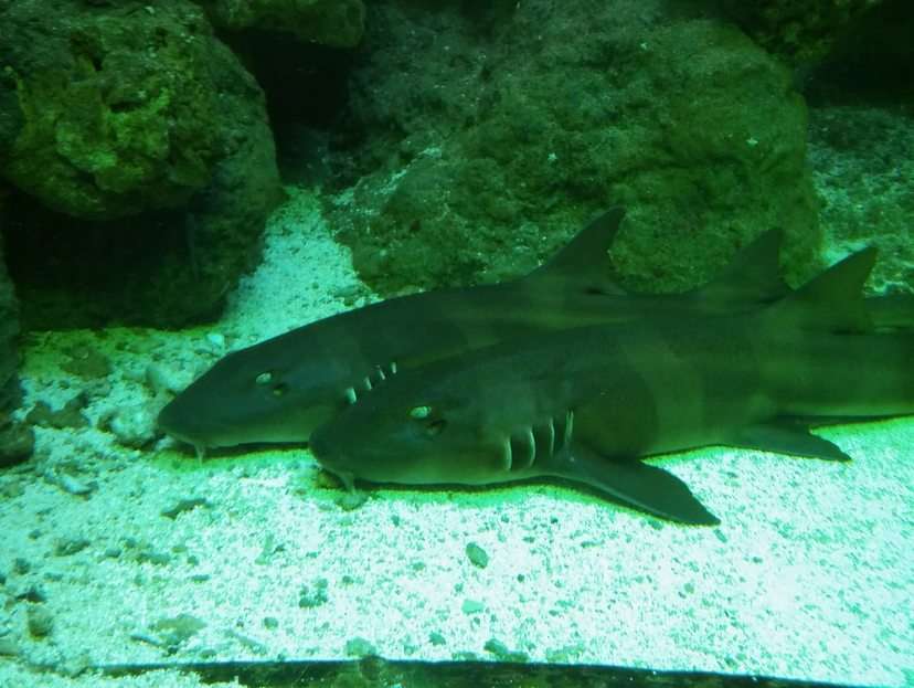 Žraloci v akváriu online puzzle