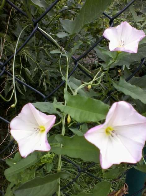 Bindweed puzzle online from photo