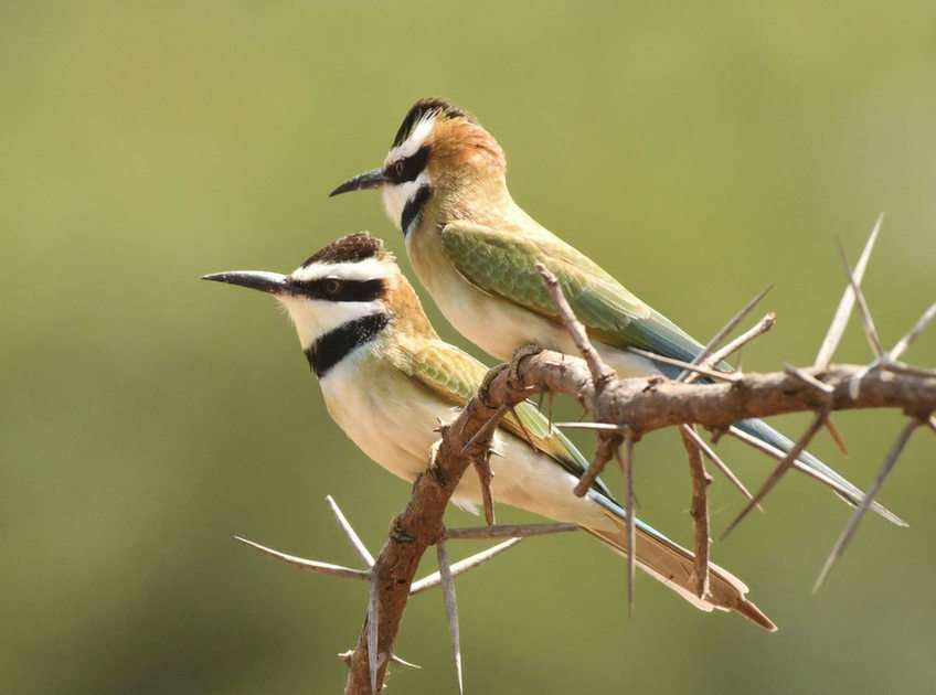 Bee Eater puzzle online from photo