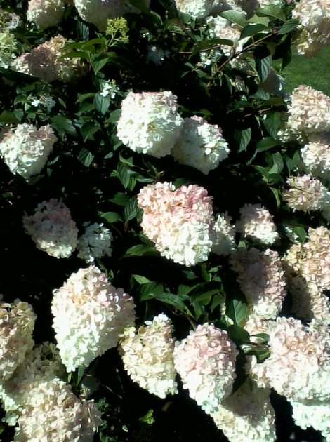 hortensia puzzle en ligne