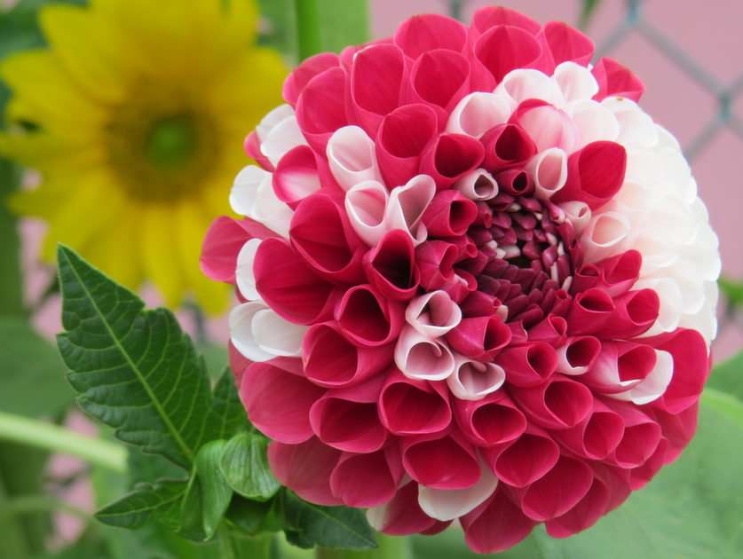 dahlia puzzle online from photo
