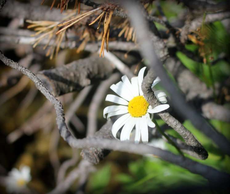 Tatra Natur Online-Puzzle vom Foto