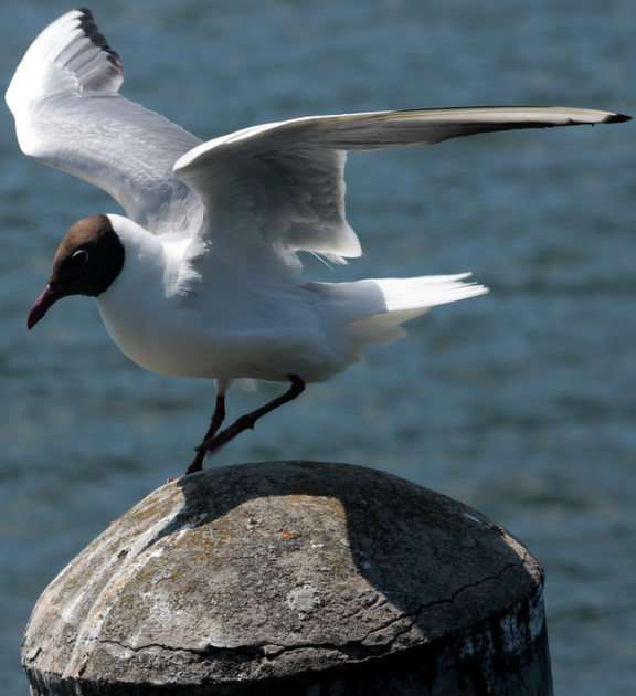 tern puzzle online from photo