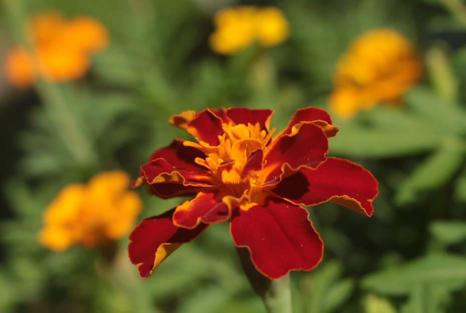 the tagetes puzzle online from photo