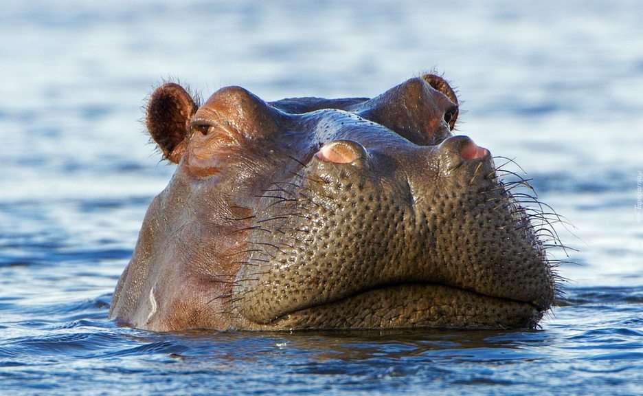 Hippo puzzle online from photo