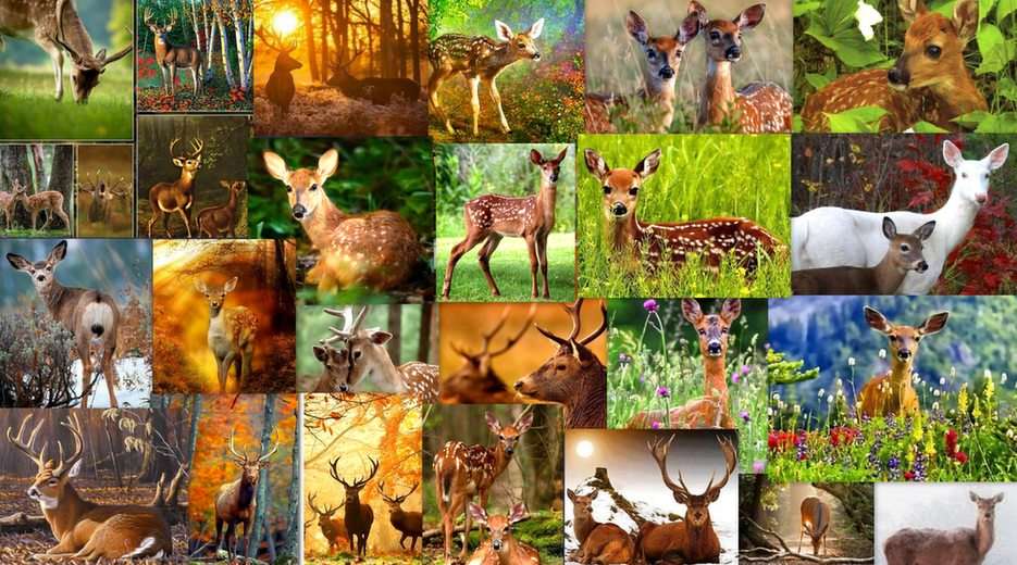 Red deer, stags, does, roe deer ... puzzle online from photo