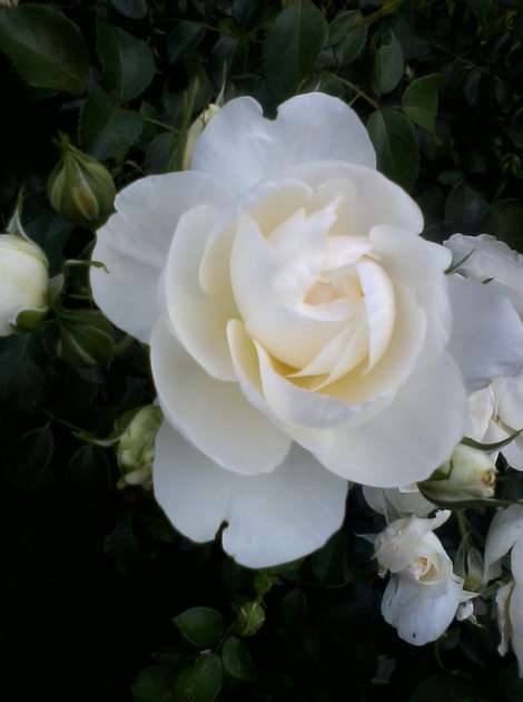 Rózsa puzzle online fotóról