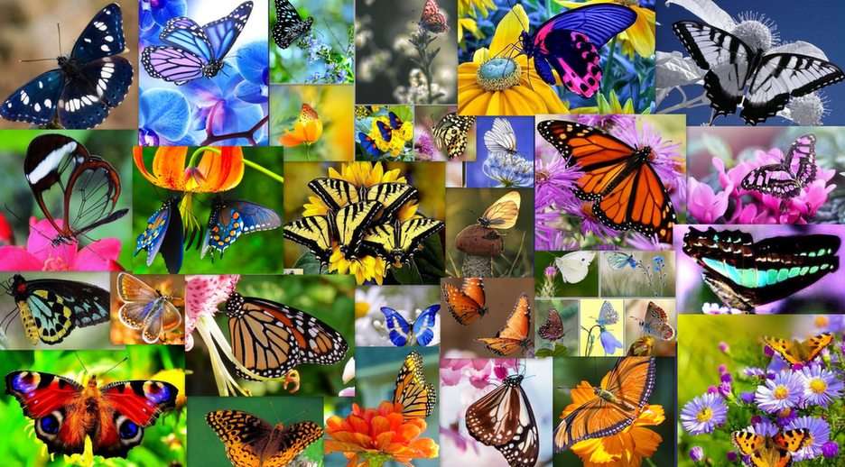 Motýli online puzzle