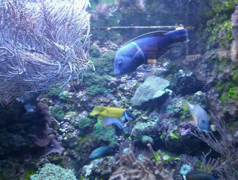 In the aquarium puzzle online from photo