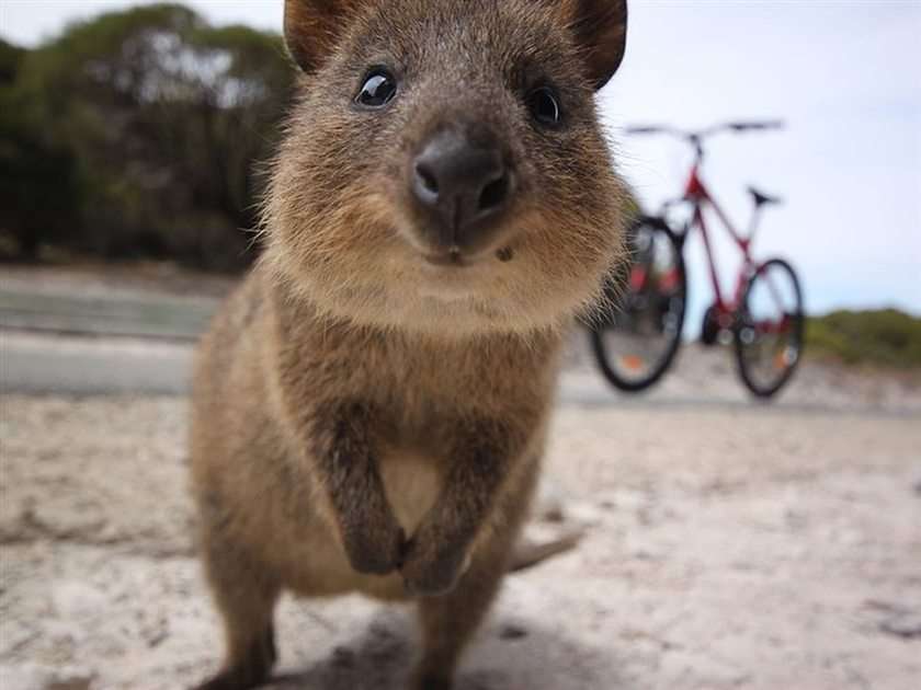 Quokka short tail puzzle online from photo
