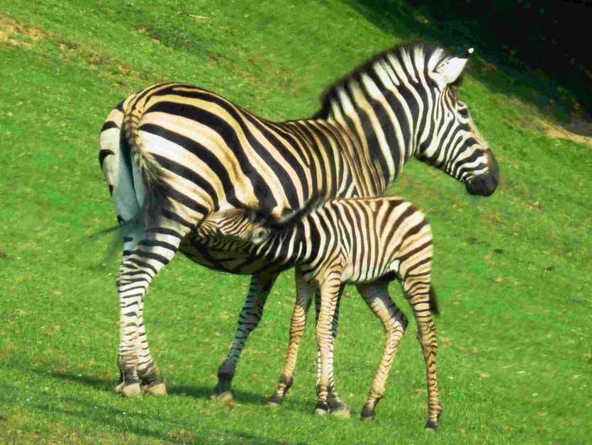 zebra Pussel online