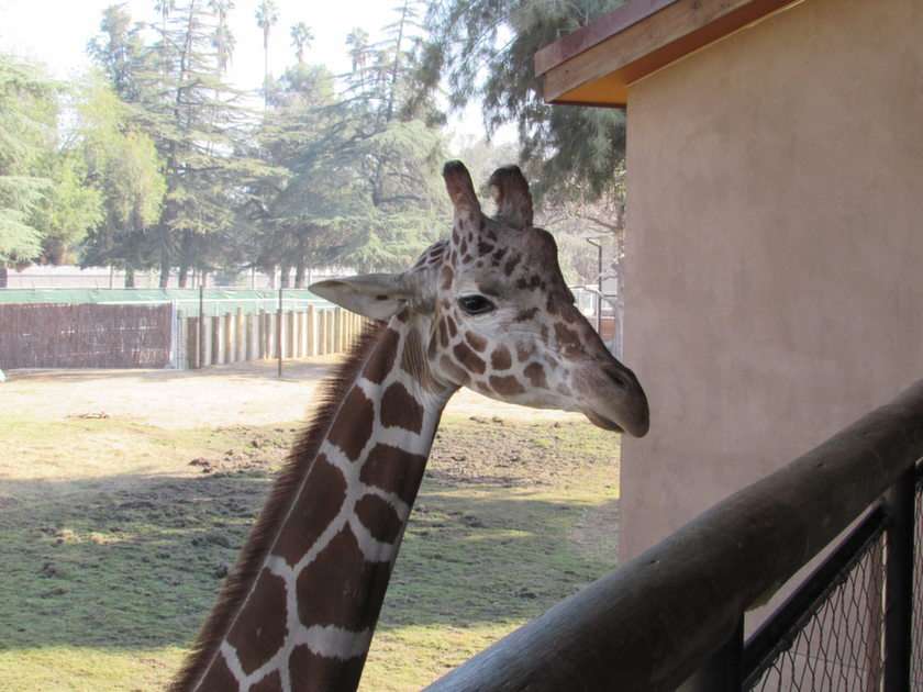 Girafe puzzle en ligne à partir d'une photo