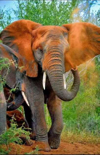 Indisk elefant Pussel online