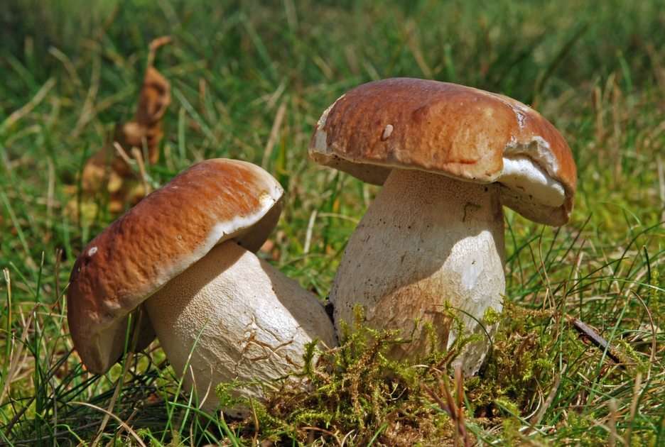 mushrooms puzzle online from photo