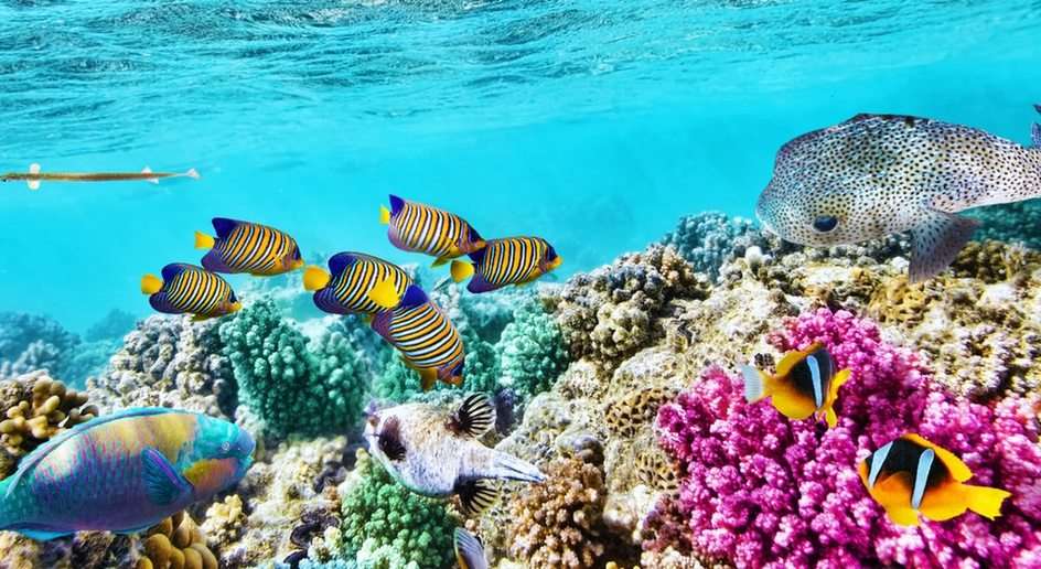 Great Barrier Reef online puzzle