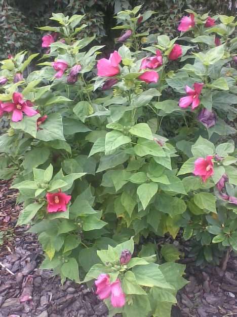 Perennial hibiscus puzzle online from photo