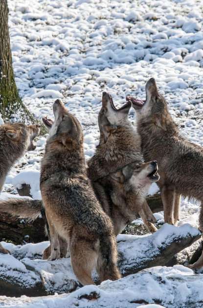 a pack of wolves in winter online puzzle