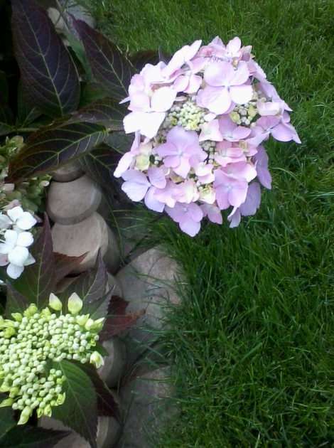 Λουλούδι Ορτανσία παζλ online από φωτογραφία