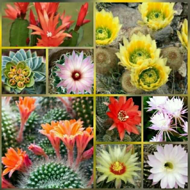 Kaktus online puzzle