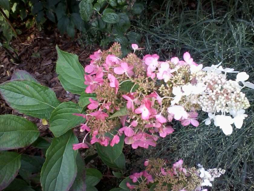 hydrangea puzzle online from photo