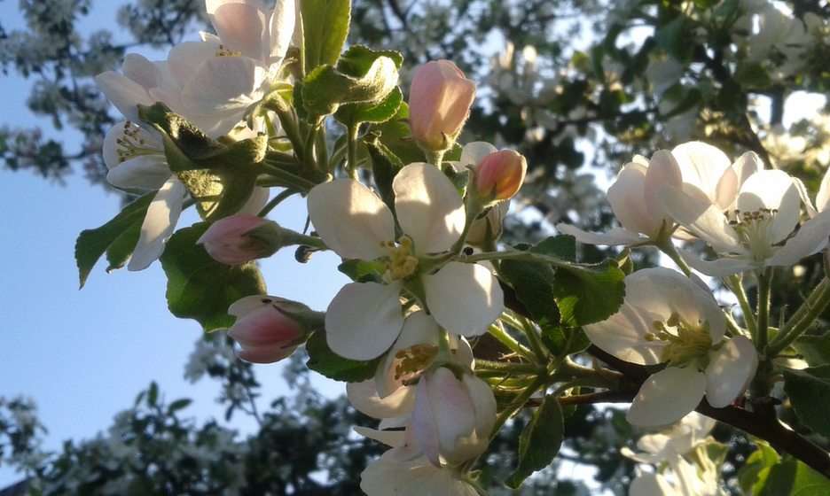 Flores de maçã puzzle online
