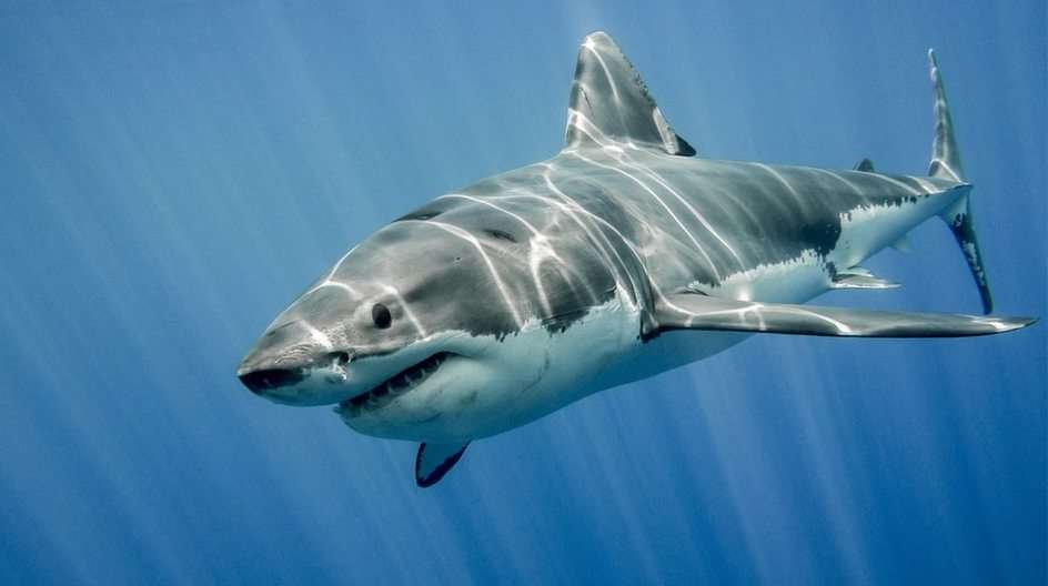 Καρχαρίας παζλ online από φωτογραφία