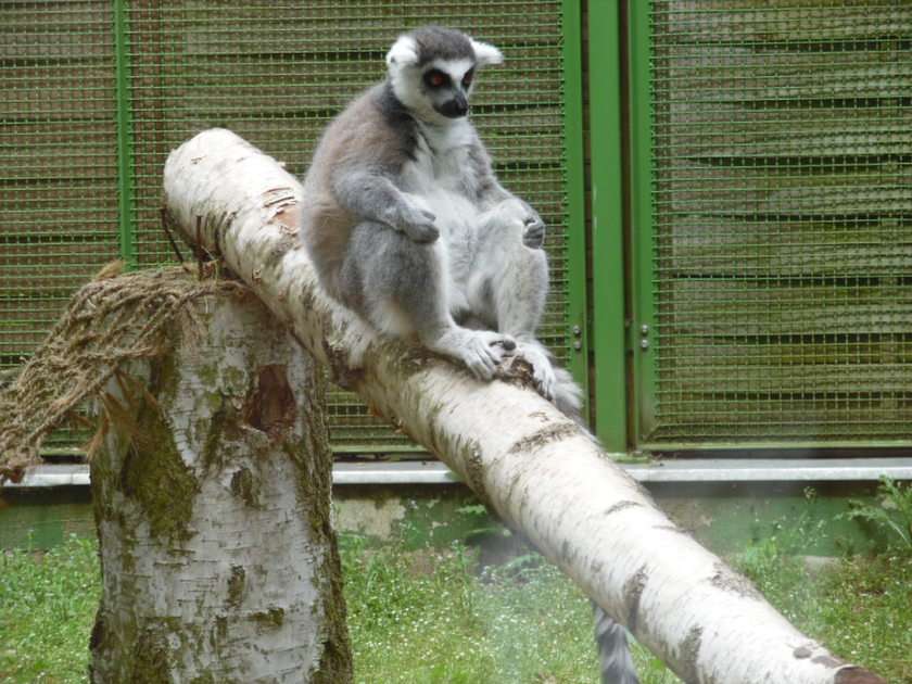 Lemur Pussel online