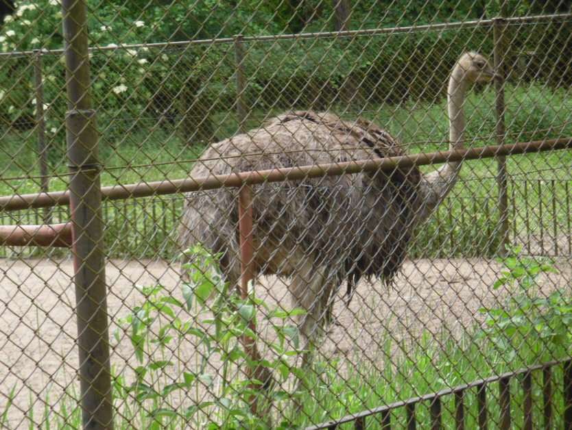 avestruz emu puzzle online