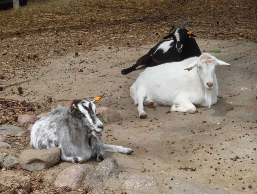 Goats puzzle online from photo