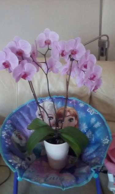 ORCHID puzzle online from photo