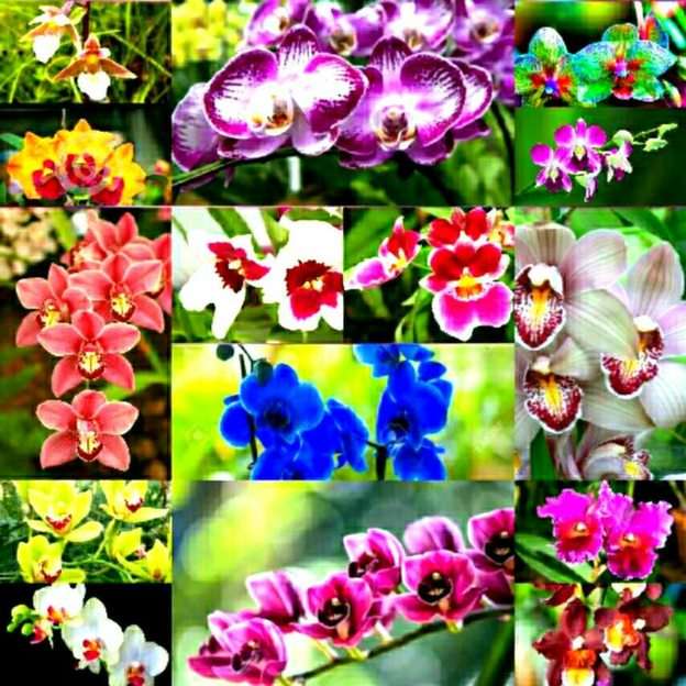 Orquídeas puzzle online a partir de fotografia
