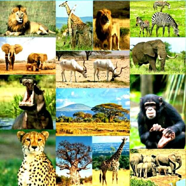 Wild Afrika online puzzel