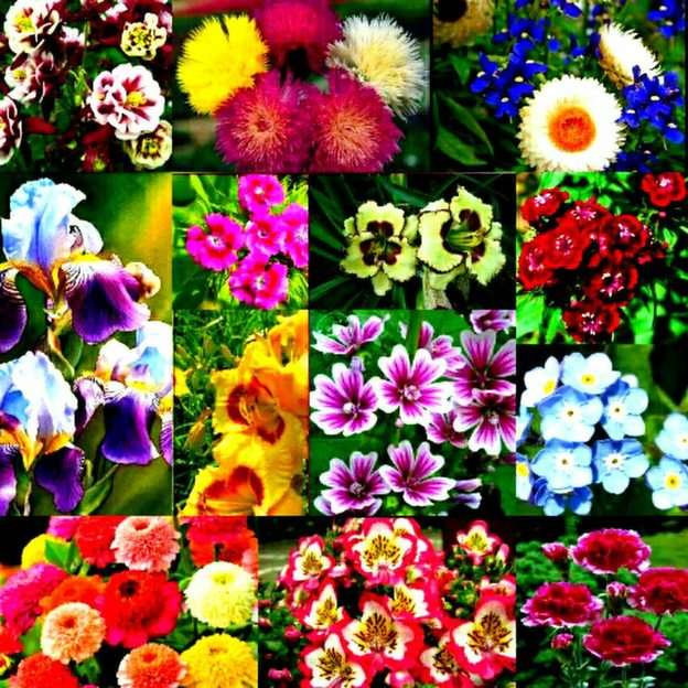 Fleurs puzzle en ligne