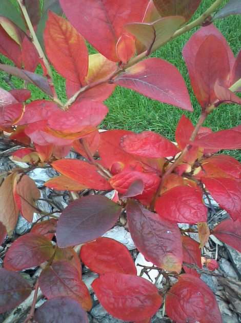 秋のブルーベリー 写真からオンラインパズル