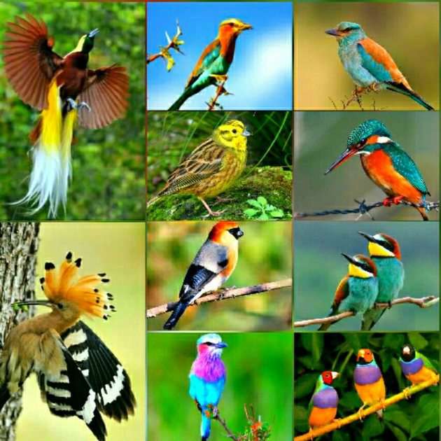 Little birds puzzle online from photo